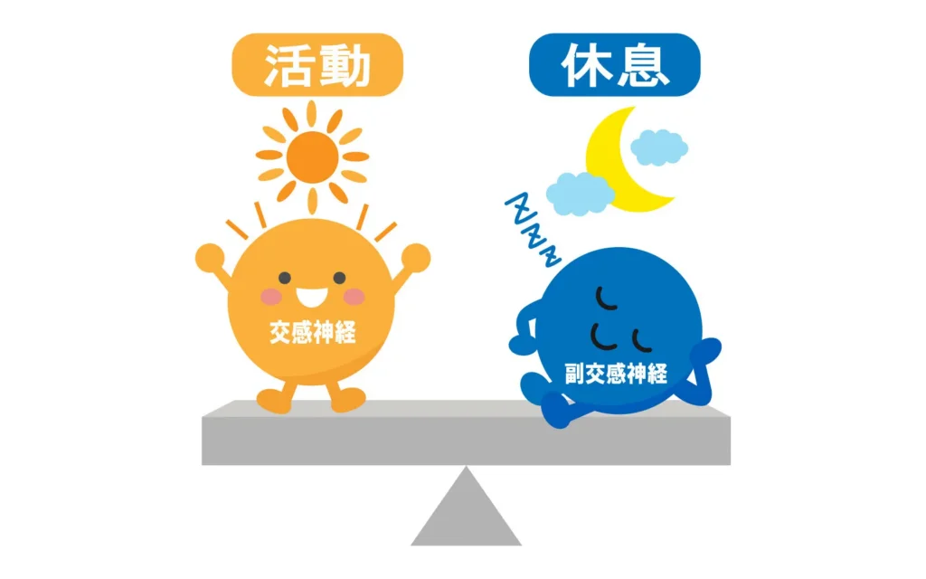 自律神経｜交感神経と副交感神経